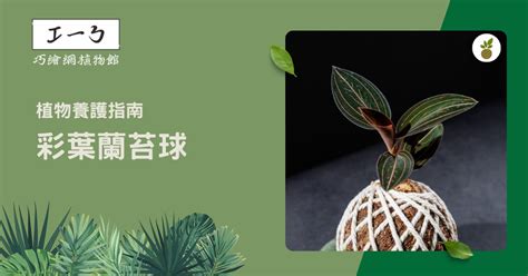 血葉蘭種植|美麗而耐心的蘭花：彩葉蘭養護指南 